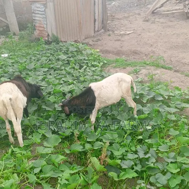Affordable Sheep · Photo 1