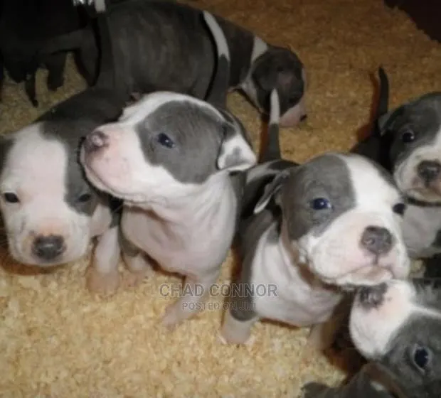 1-3 months Male Purebred American Pit Bull Terrier · Photo 1