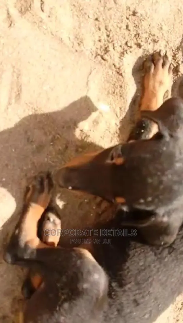 1-3 months Female Purebred Doberman Pinscher · Photo 1