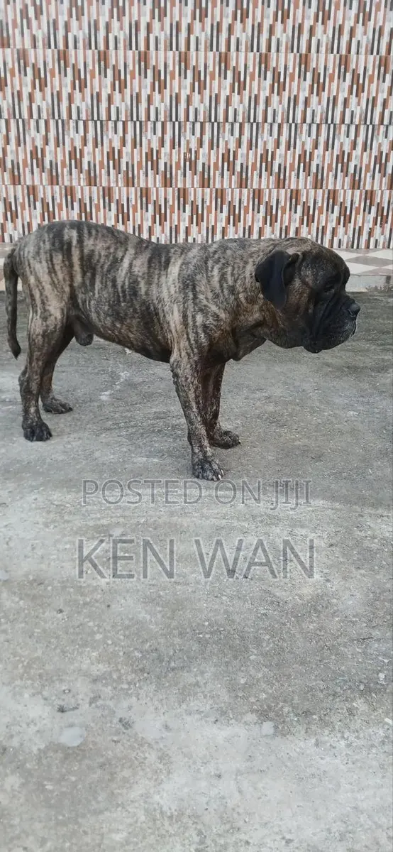 1+ year Male Purebred Bullmastiff · Photo 1