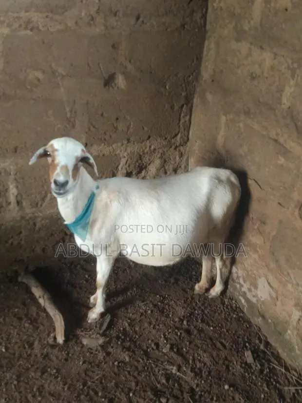 The Animals Seller · Photo 1