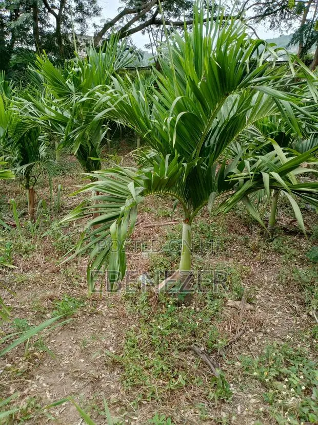 Vietchia Palm or Short Royal Palm · Photo 1
