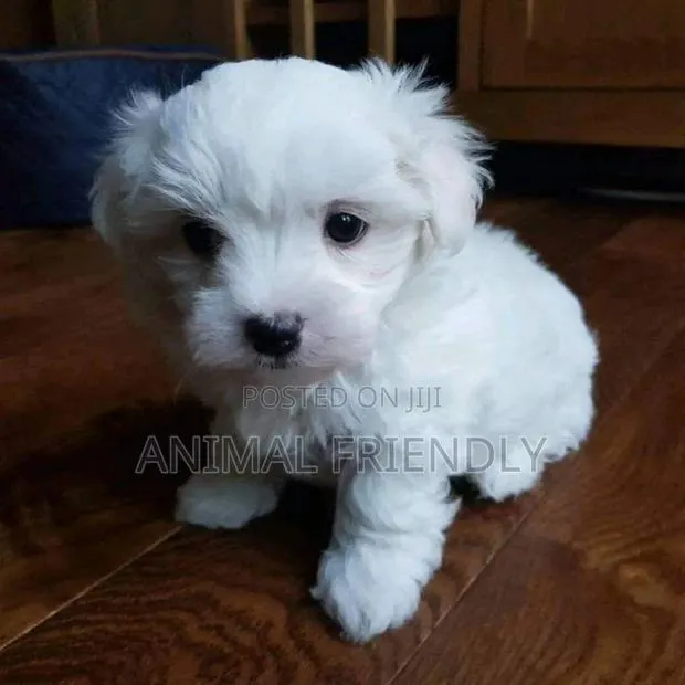 1-3 months Female Purebred Poodle · Photo 1