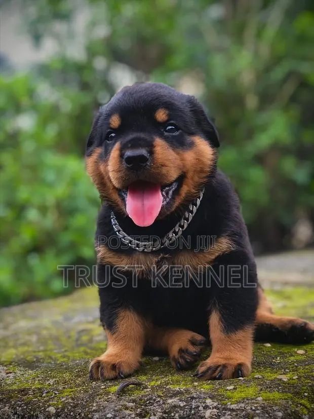 1-3 months Male Purebred Rottweiler · Photo 1