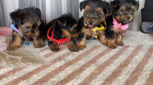 1-3 months Male Purebred Yorkshire Terrier · Photo 1