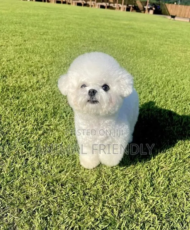 1-3 months Male Purebred Bichon Frise · Photo 1