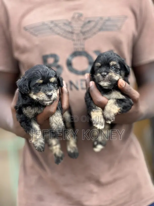 1-3 months Female Purebred Poodle · Photo 1
