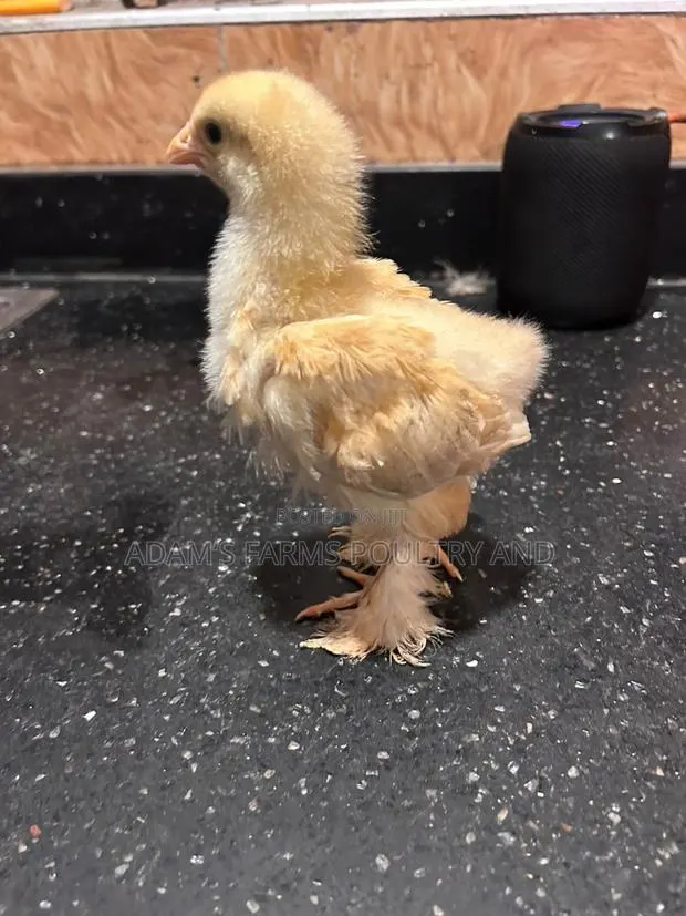 3-4 Weeks Old Brahma Chicks · Photo 1