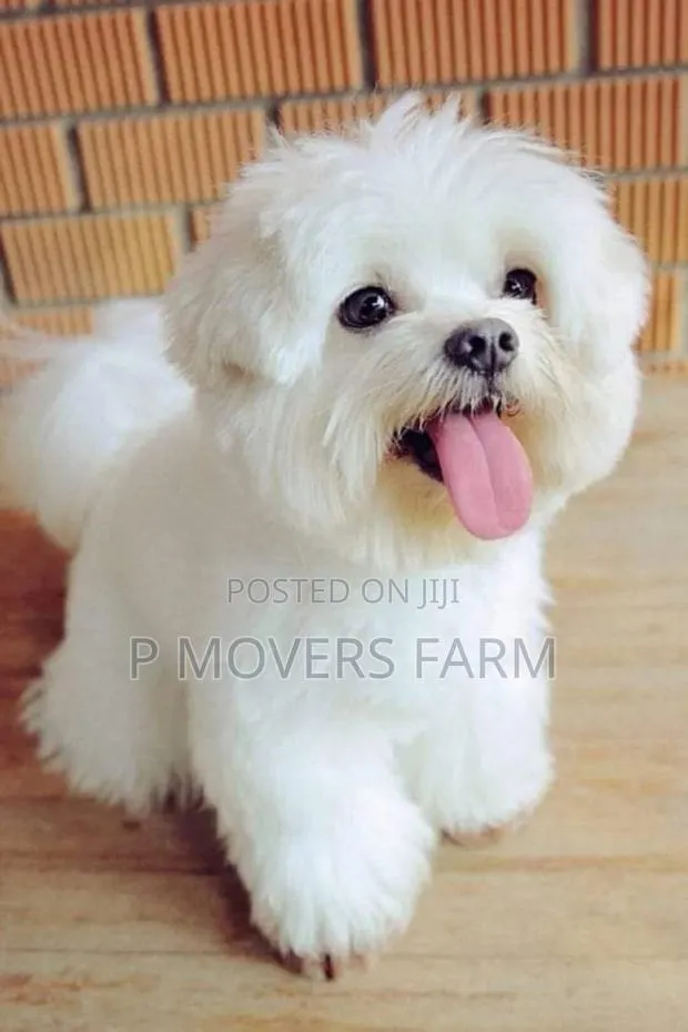 1-3 months Female Purebred Poodle · Photo 1