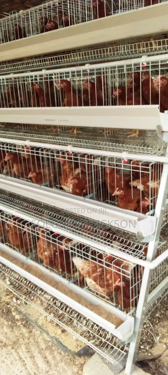 Battery Cage for 120 +160+500+1000+2000 Birds Capacity · Photo 1