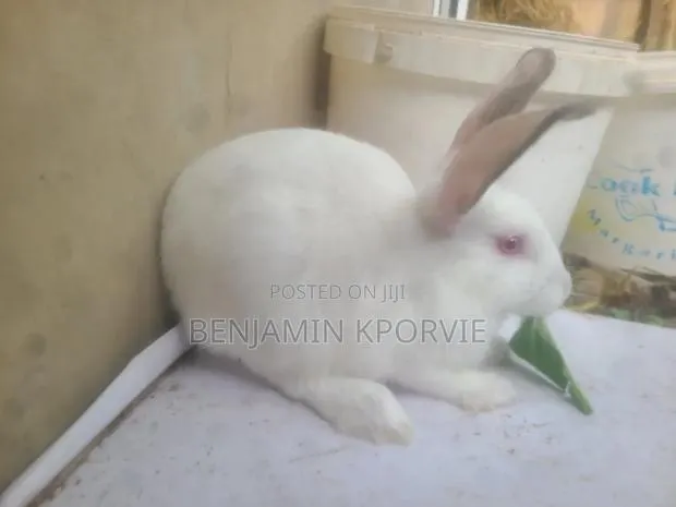 New Zealand White / Hyla Rabbit for Sale - 2 Does · Photo 1