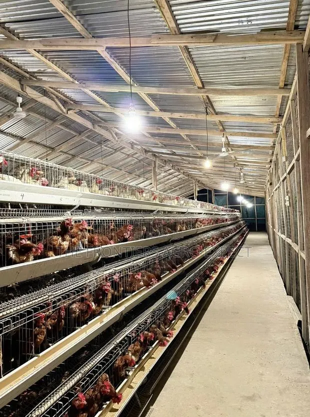 Complete Poultry House With Battery Cage Setup · Photo 1