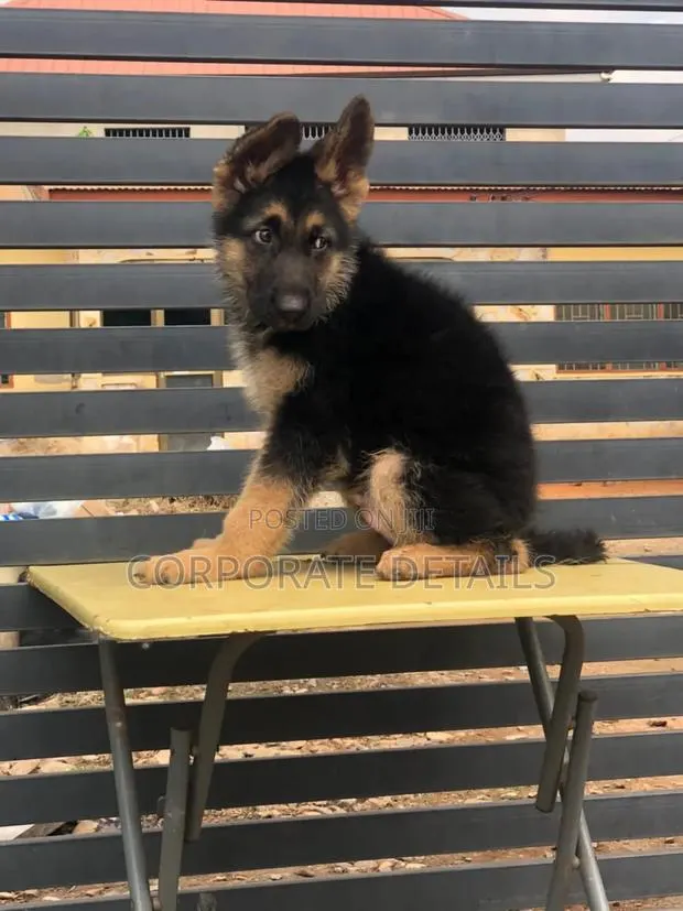 1-3 months Female Purebred German Shepherd · Photo 1