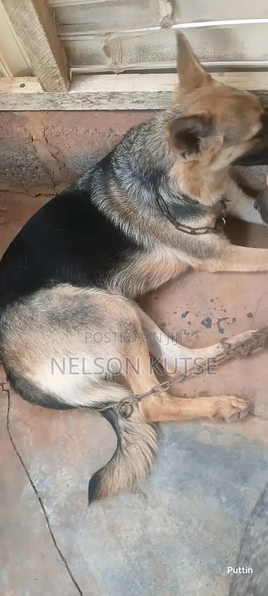 6-12 months Female Purebred German Shepherd · Photo 1