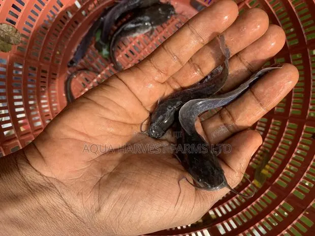 Catfish Fingerlings · Photo 1