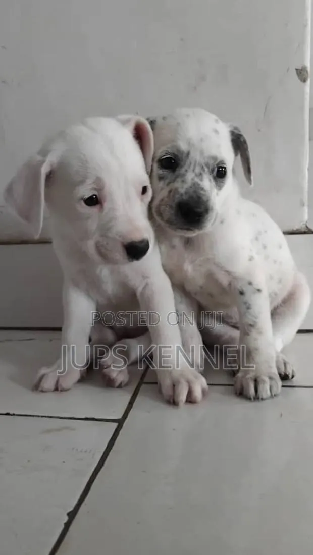 1-3 months Female Purebred Dalmatian · Photo 1