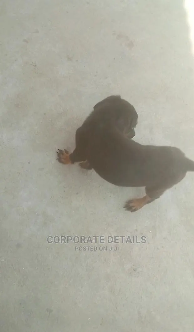 1-3 months Female Purebred Doberman Pinscher · Photo 1