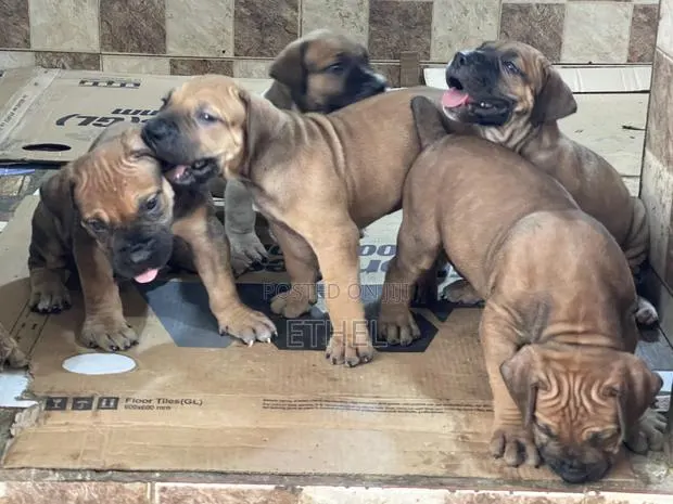 3-6 months Male Purebred Boerboel · Photo 1