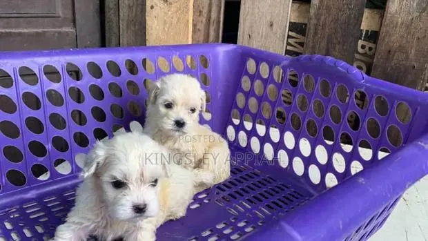 1-3 months Female Purebred Poodle · Photo 1
