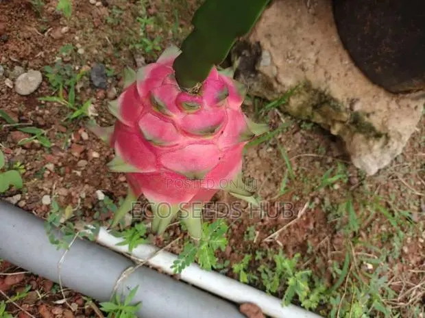 Dragon Fruit Cutting/ Seedlings · Photo 1