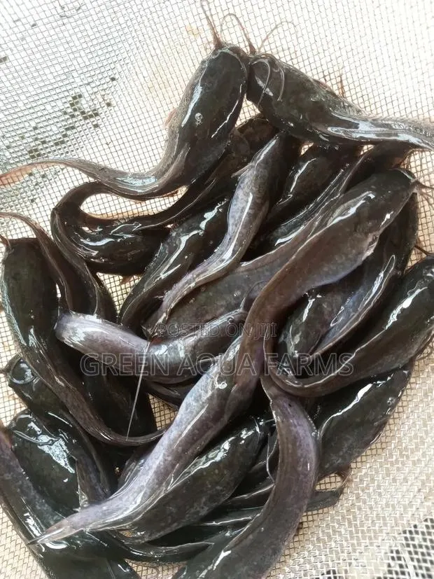 Catfish Fingerlings and Juveniles · Photo 1
