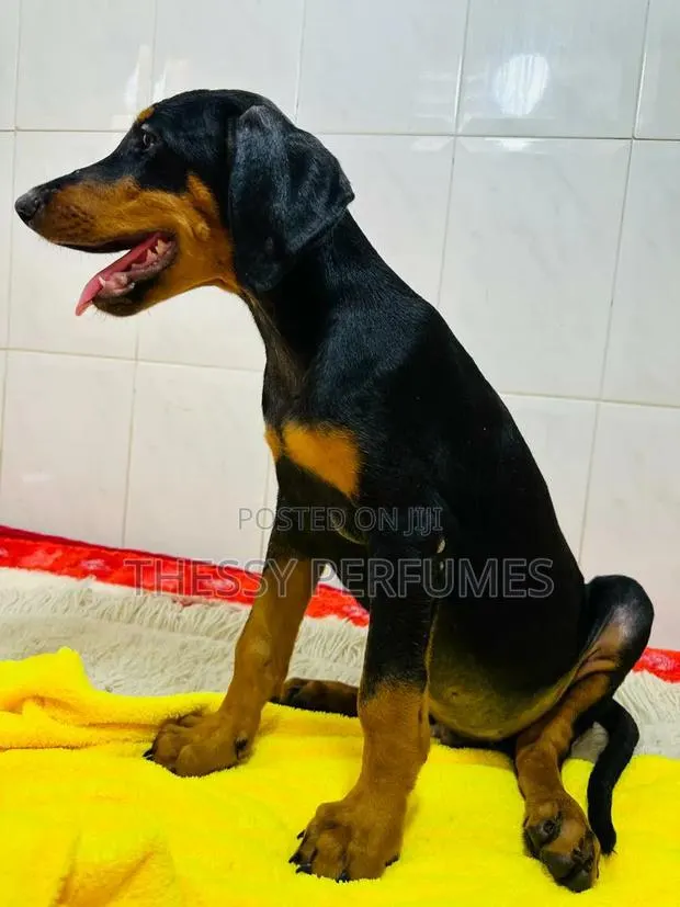 1-3 months Male Purebred Doberman Pinscher · Photo 1