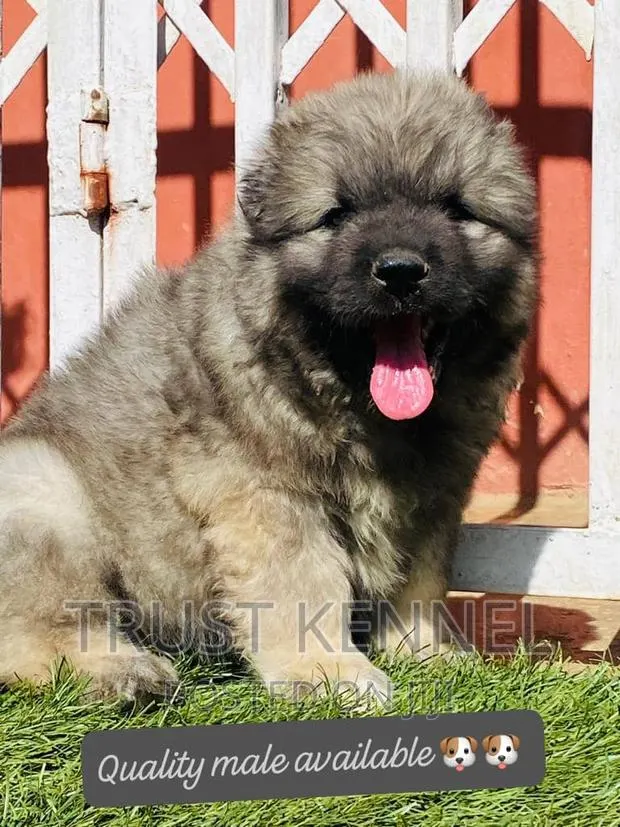 1-3 months Male Purebred Caucasian Shepherd · Photo 1