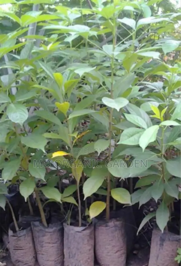 Dwarf Baobab Seedling · Photo 1
