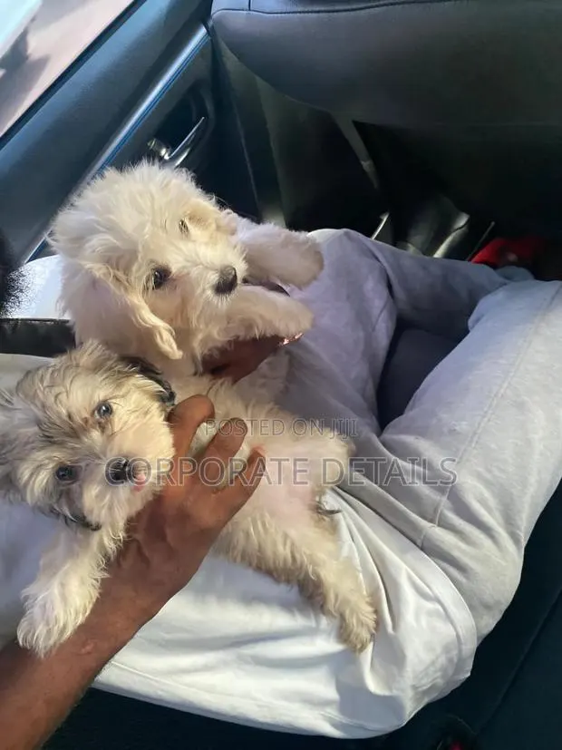1-3 months Female Purebred Poodle · Photo 1