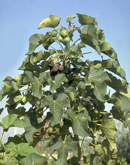 White Jatropa (Nkranedua) · Photo 1