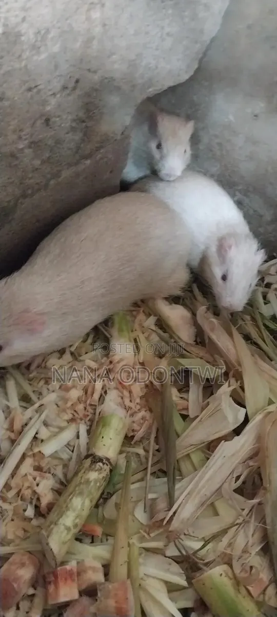 Albino Grasscutter