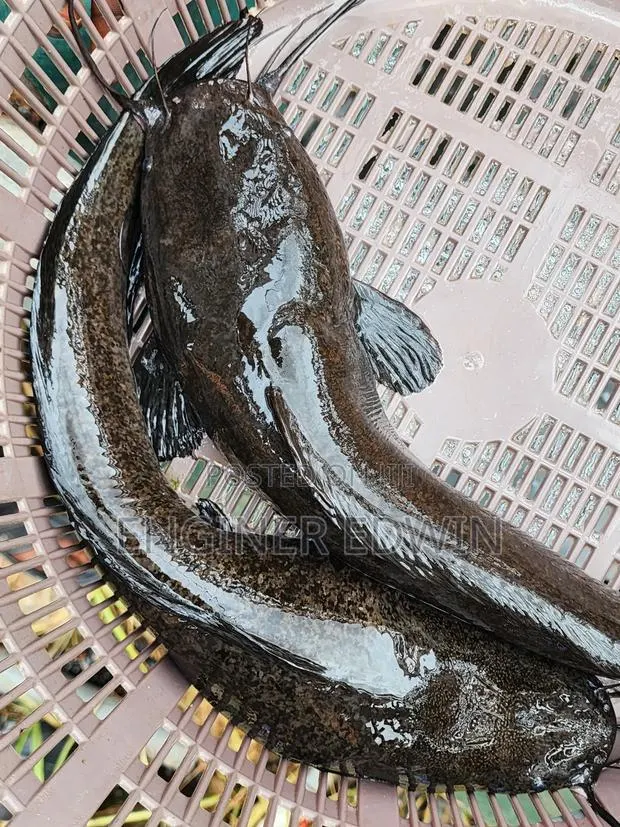 1-4kg Catfish Available for Sale at Awoshi · Photo 1