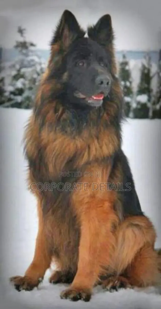 6-12 months Female Purebred German Shepherd · Photo 1