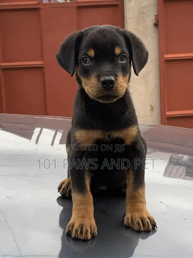 1-3 months Male Purebred Rottweiler · Photo 1