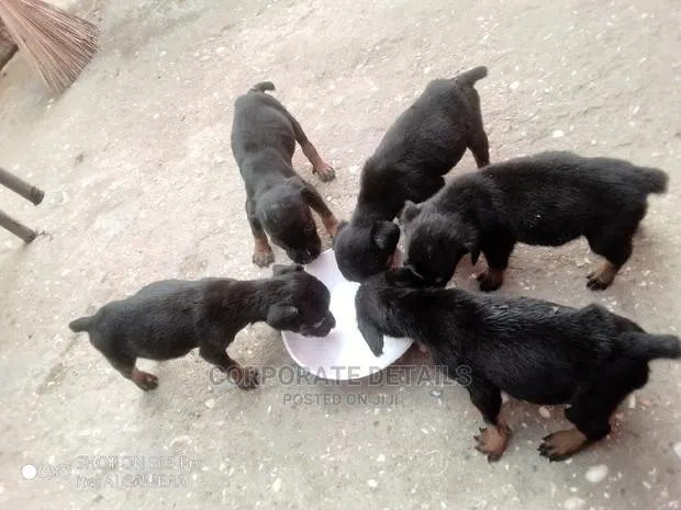0-1 Month Female Purebred Doberman Pinscher · Photo 1