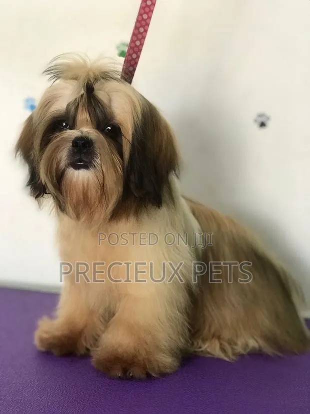 3-6 months Female Purebred Shih Tzu · Photo 1