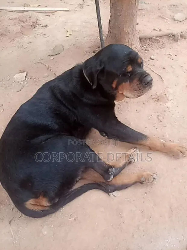 1+ year Female Purebred Rottweiler · Photo 1
