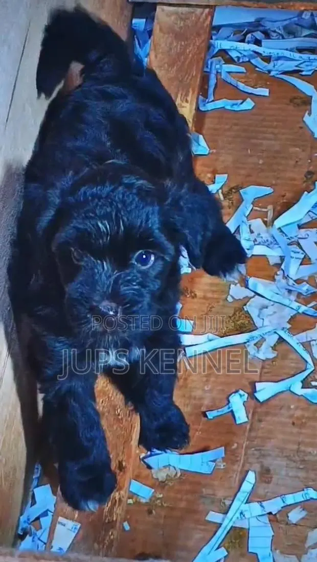 1-3 months Female Purebred Poodle · Photo 1