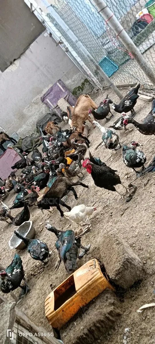 Mature Muscovy Ducks for Sale! · Photo 1