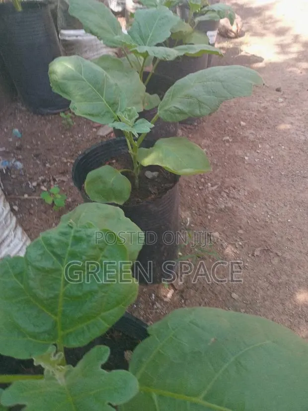 Potted Eggplant Aubergine · Photo 1