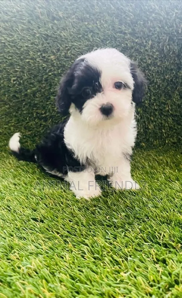 1-3 months Female Purebred Maltese · Photo 1