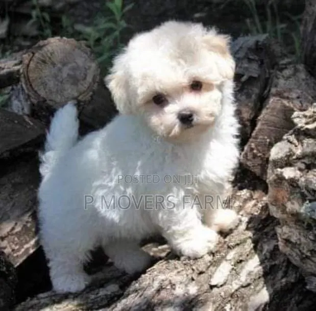 1-3 months Male Purebred Maltese · Photo 1