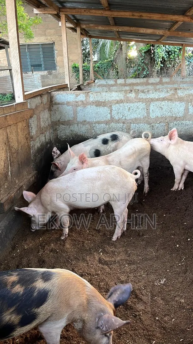 Pork Ghetto · Photo 1