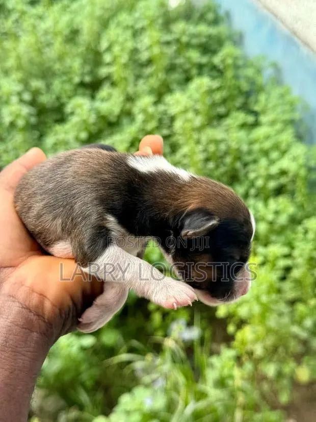 0-1 month Female Purebred Poodle · Photo 1