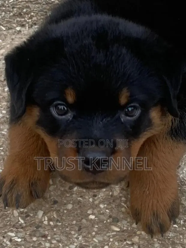 1-3 months Male Purebred Rottweiler · Photo 1