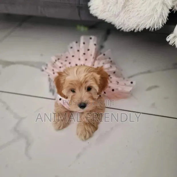1-3 months Female Purebred Poodle · Photo 1