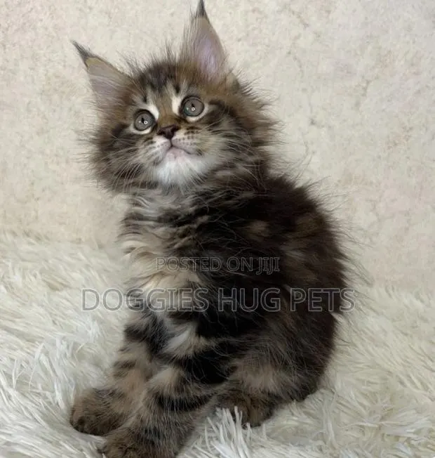3-6 months Male Purebred Maine Coon · Photo 1