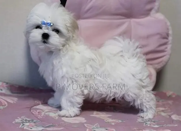 1-3 months Female Purebred Poodle · Photo 1