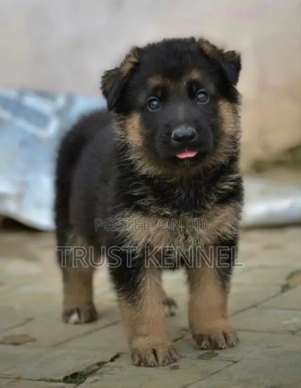 1-3 months Male Purebred German Shepherd · Photo 1