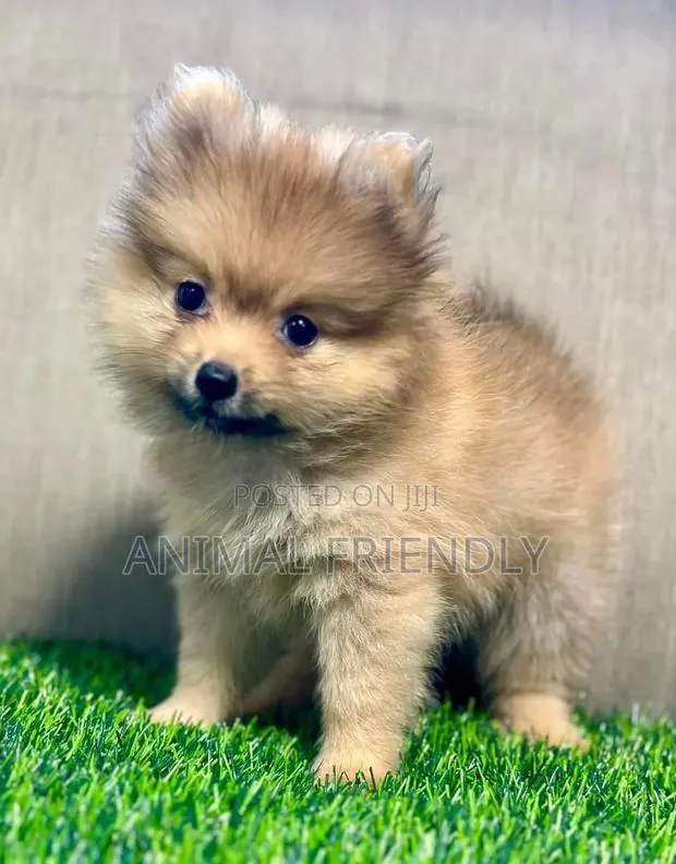 1-3 months Male Purebred Pomeranian · Photo 1
